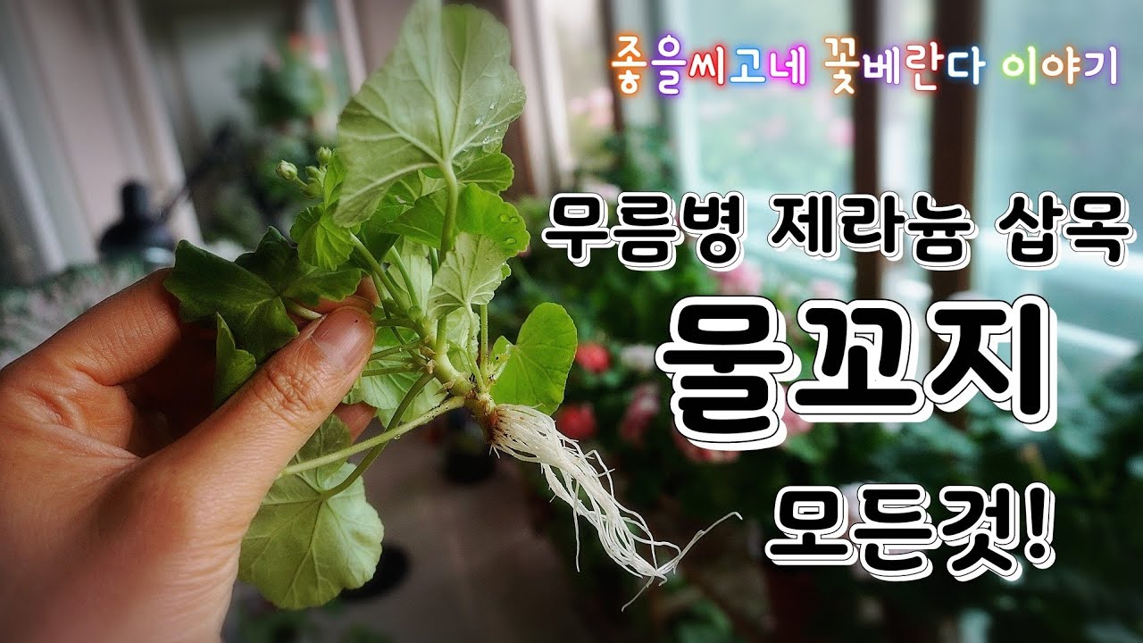 무름온 제라늄(Pelargonium)물삽목 모든것)-자막있음