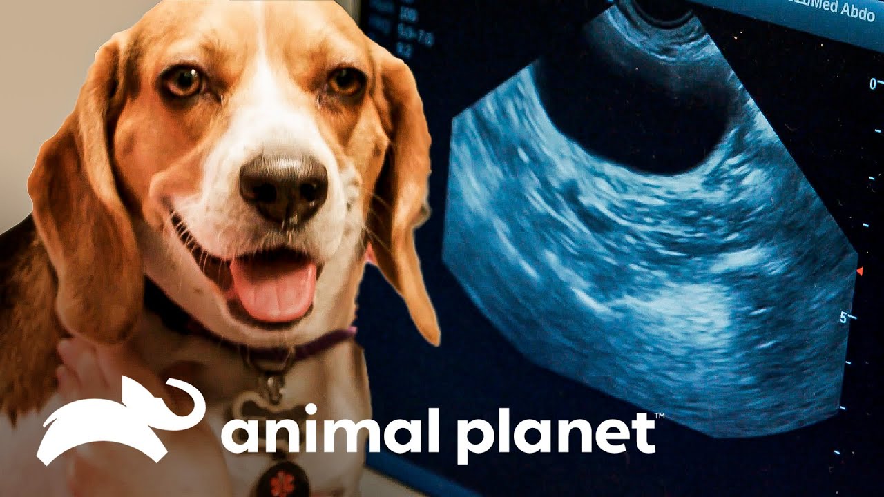Cachorro urina muito e pode estar com infecção urinária | SOS Vet | Animal Planet Brasil