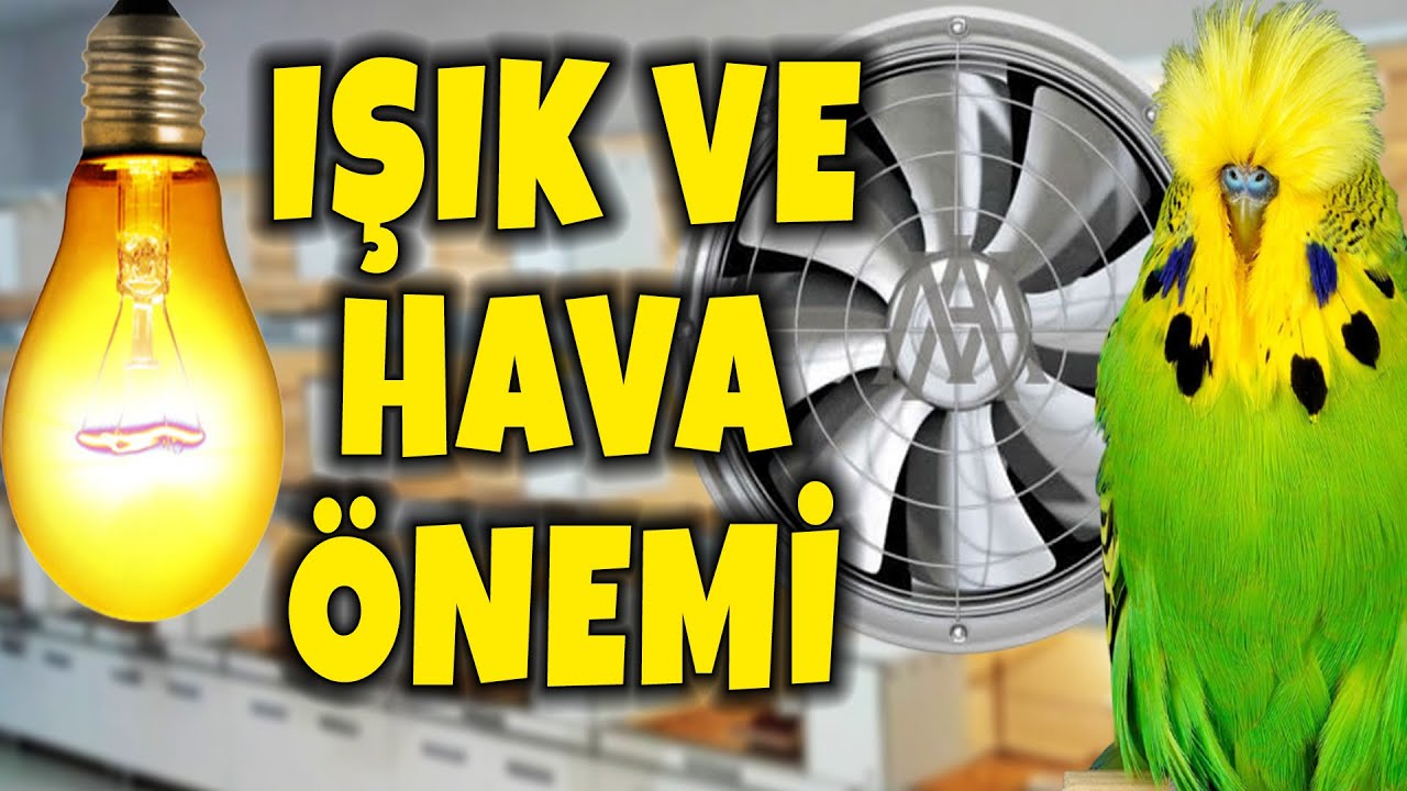 IŞIK VE HAVA ÇOKOMELLİ BİLGİLER ! MUHABBET KUŞU BİLGİ !