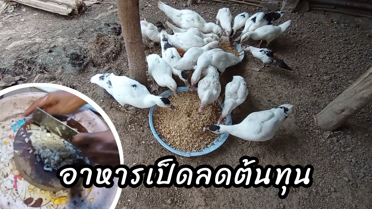 อาหารเป็ดลดต้นทุน เลี้ยงไว้ทานเอง #เป็ดเทศ