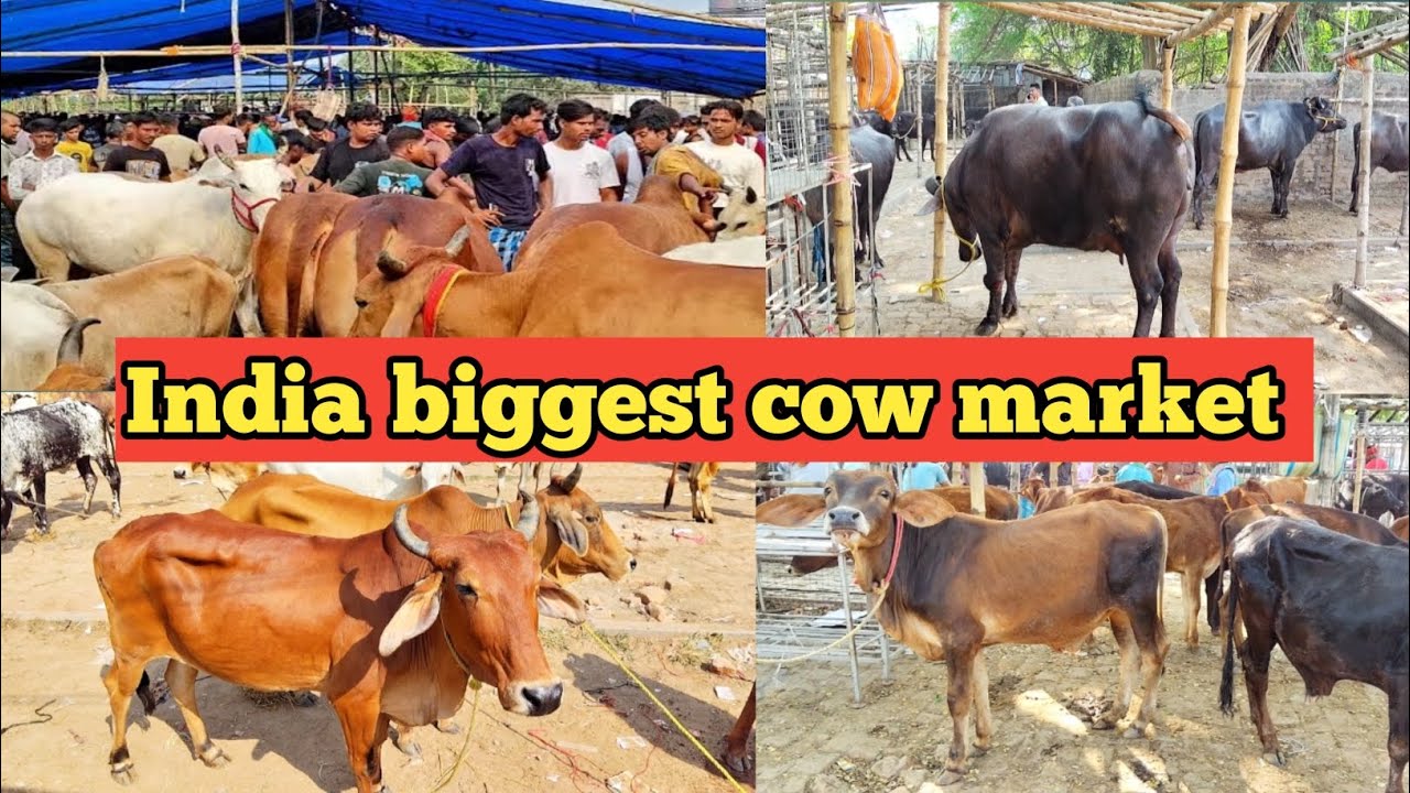 India biggest wholesale cow market #Mradi #cow #beef #minivlog #WholeSale #facebookpost 