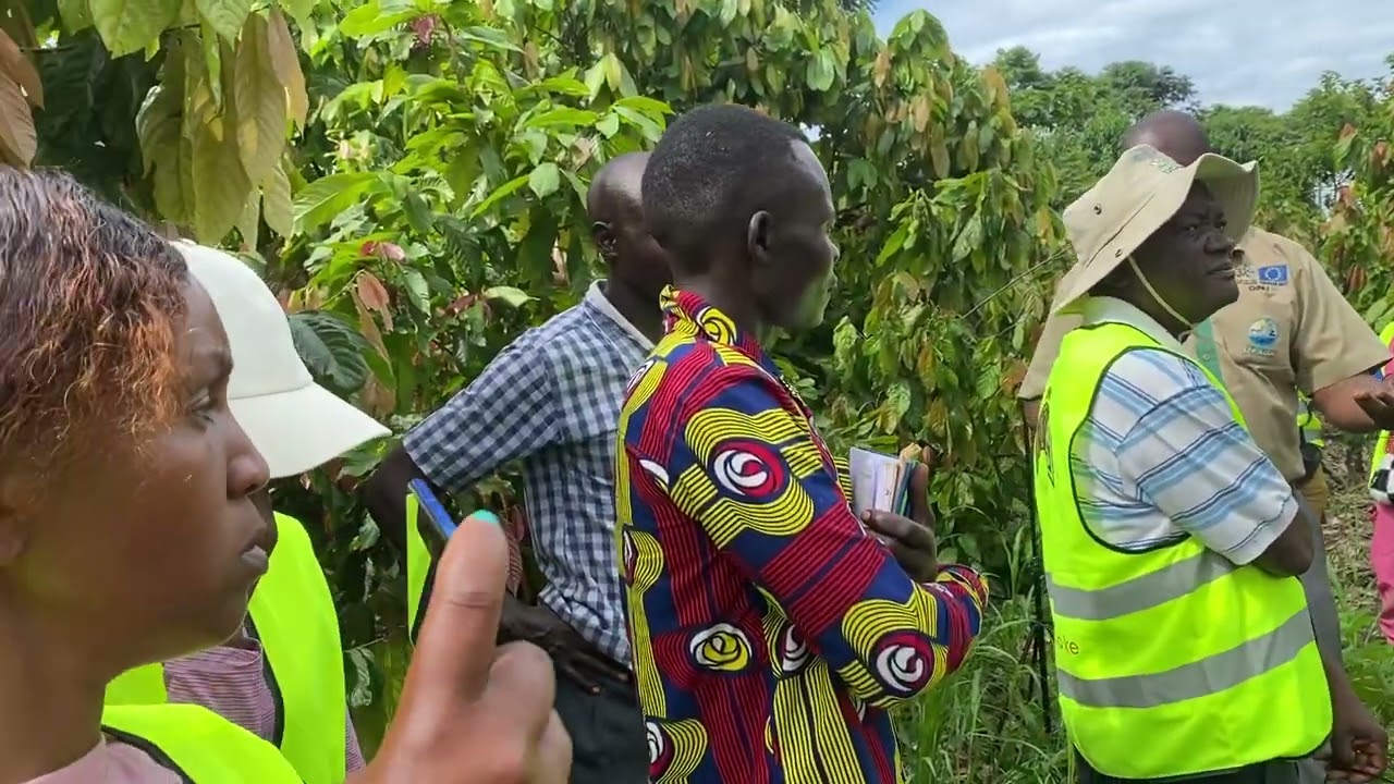 Cocoa Farming in Uganda Series