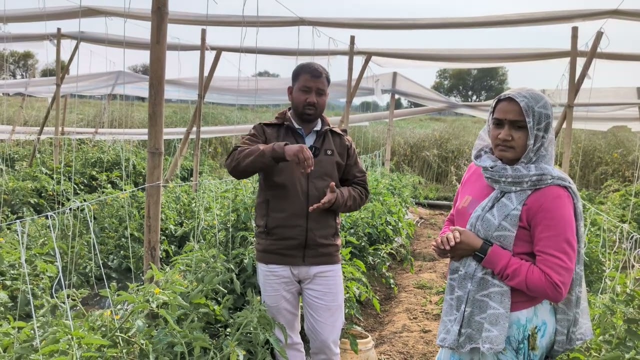 बेलदार टमाटर मे ड्रिप व वर्मीकंपोस्ट का महत्व #trendingshorts #videoviral #tometo #crop #dripirriget