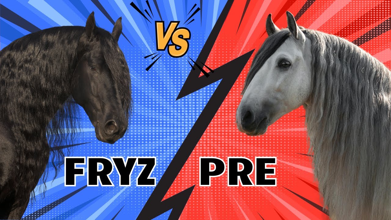 FRYZ vs ANDALUZ❤️ 3 RÓŻNICE I Który Koń Pasuje do Ciebie? PRE kontra FRYZ? LEWADA KAPRIOLA PERLINO