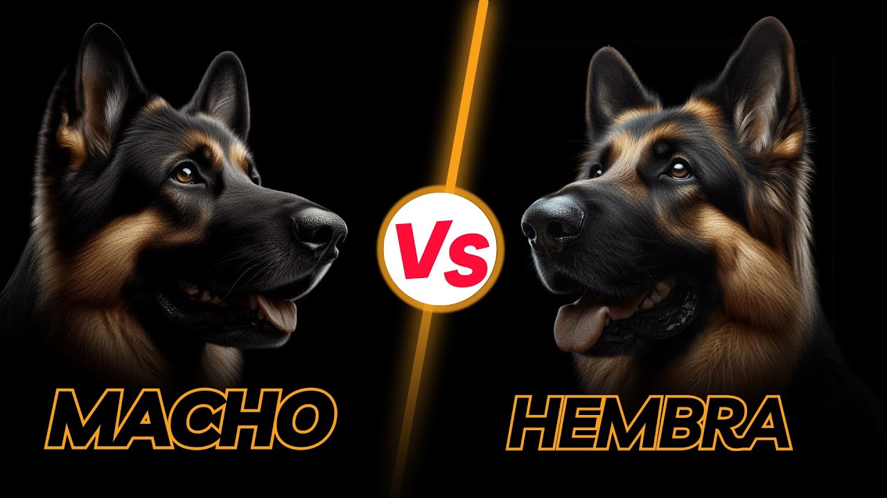 Pastor Alemán Hembra vs Macho: ¿Cuál es el Mejor para la Protección?
