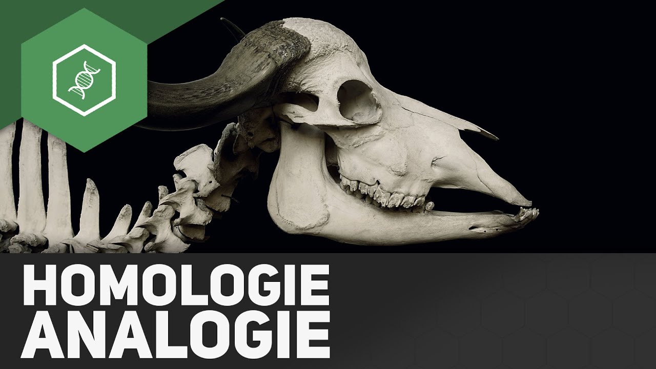 Homologie und Analogie - Evolution