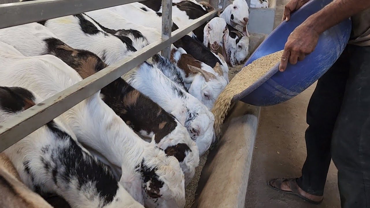 Goats Feeding System At Ayesha Goat Farm | Weight Gaining Feed.