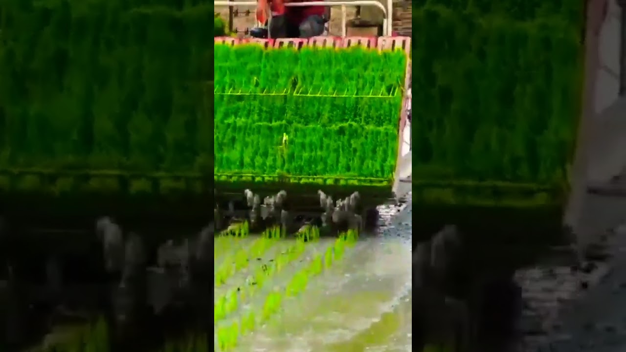 paddy plant #trading