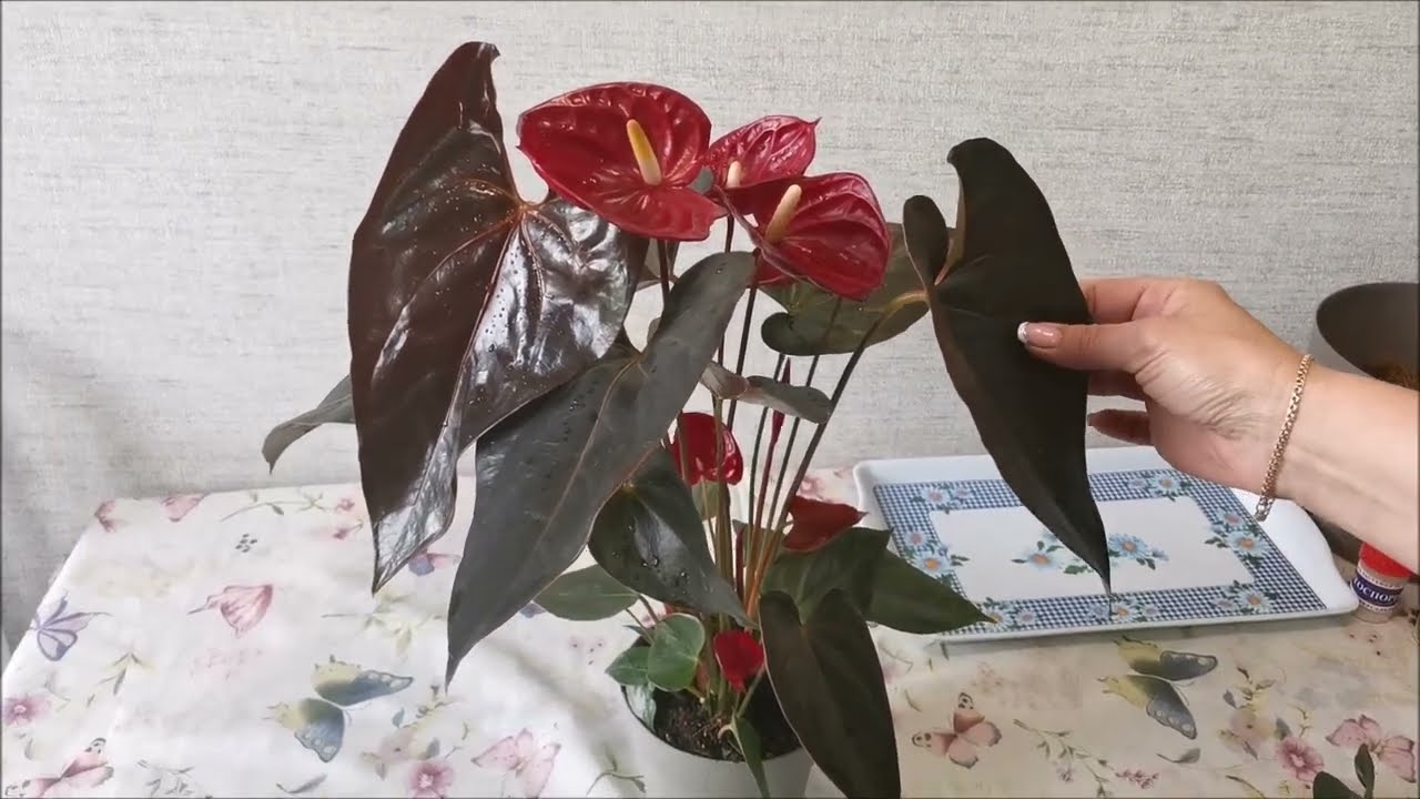 Купили антуриум, как удалить торфяной стаканчик?