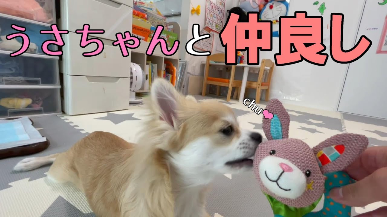 うさちゃんにデレた子犬チワワ