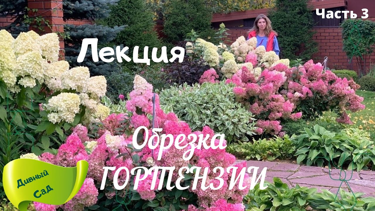 ГОРТЕНЗИИ ! Без этой ОБРЕЗКИ не видать Вам КРУПНЫХ соцветий! Формируем куст.    3 часть