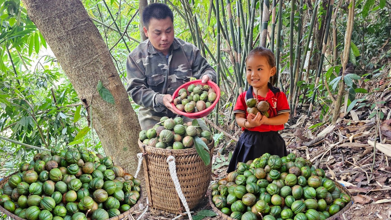 Harvesting forest fruits goes  to the market sell-Gardening, growing vegetables.
