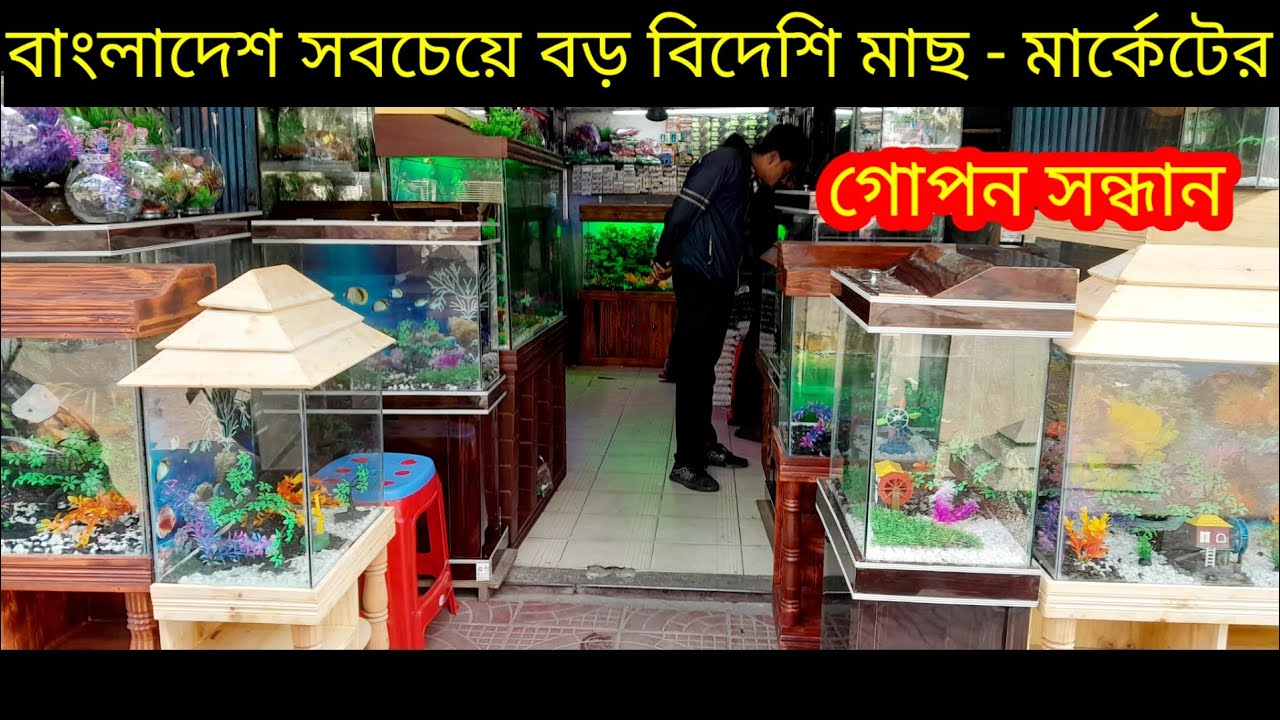 Aquarium price in Bangladesh / Aquarium fish price in Bangladesh  fish /Aquarium shop/Aquarium fish