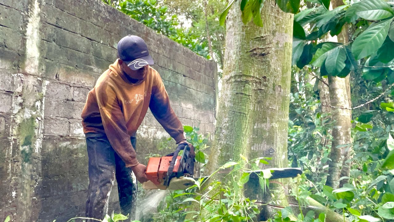 DANGEROUS!!!!️ Cut Down Randu Trees In Extreme Weather