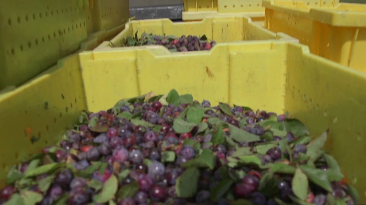 Rutgers Ultra-Niche Crops | Beach Plums