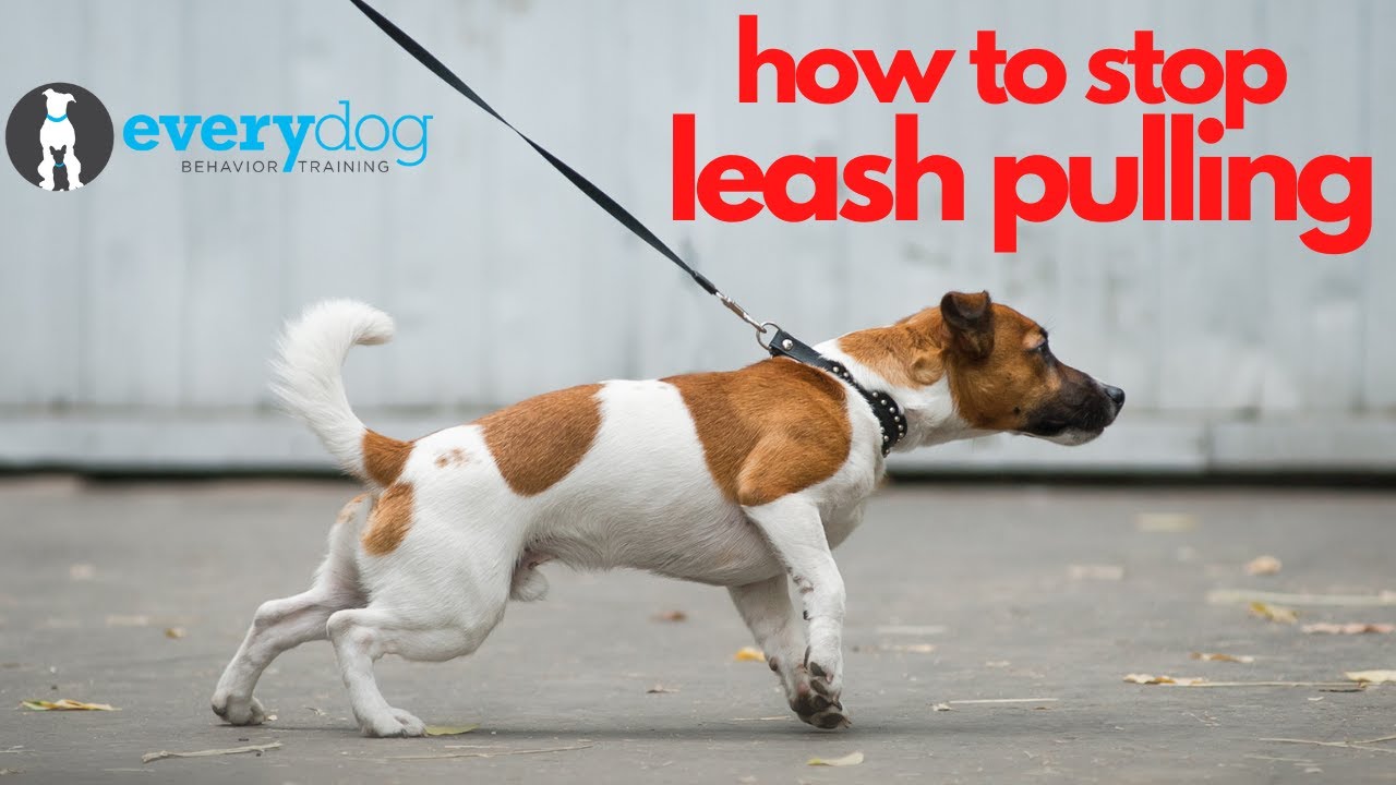 How to Stop Your Dog From Pulling On Leash