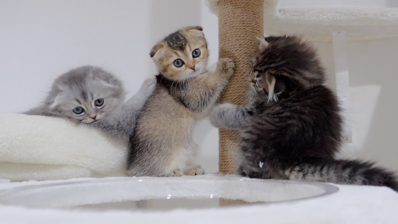 Please see the cute fight of the kittens over the bed.