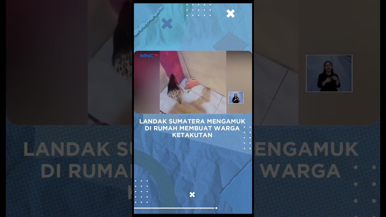 Landak Sumatera Mengamuk di Rumah Membuat Warga Ketakutan