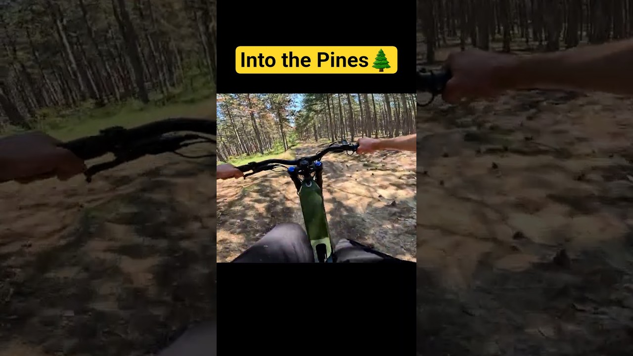 Riding Through Pine Forest Silence