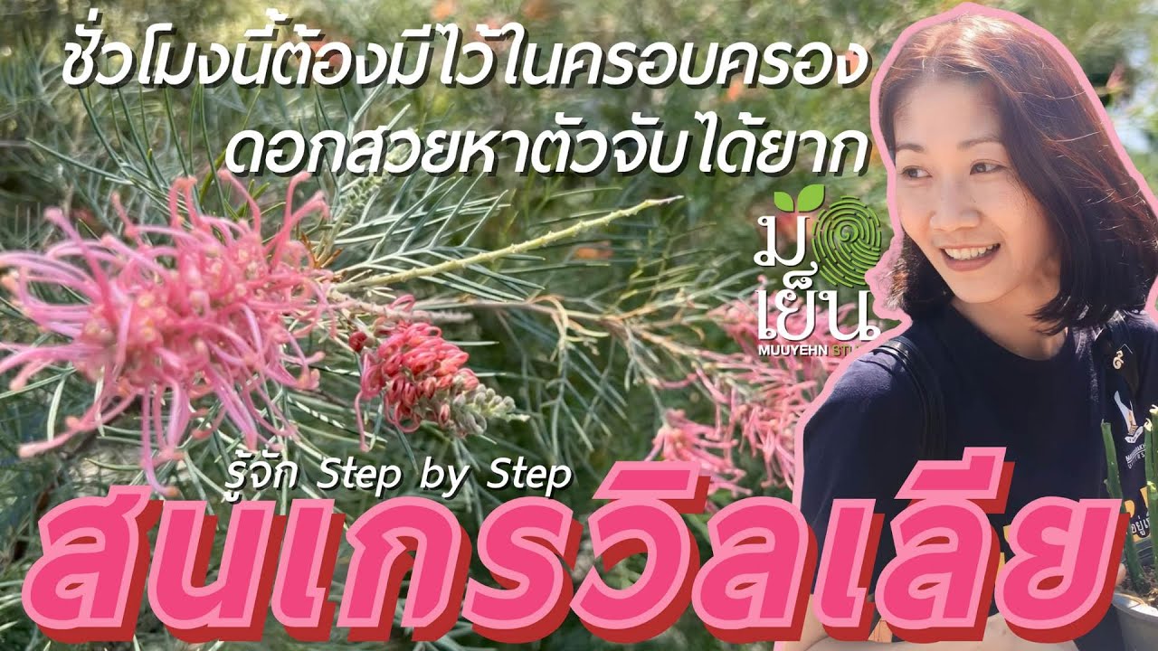 สนเกรวิลเลีย ชั่วโมงนี้ต้องมีไว้ในครอบครอง ดอกสวยหาตัวจับได้ยาก I มือเย็น ปลูกต้นไม้