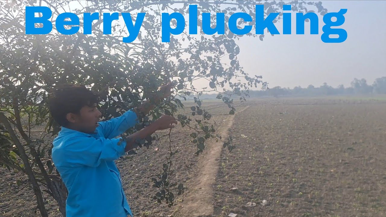 Berry Bliss: Village Treasures from the Mustard Landscape