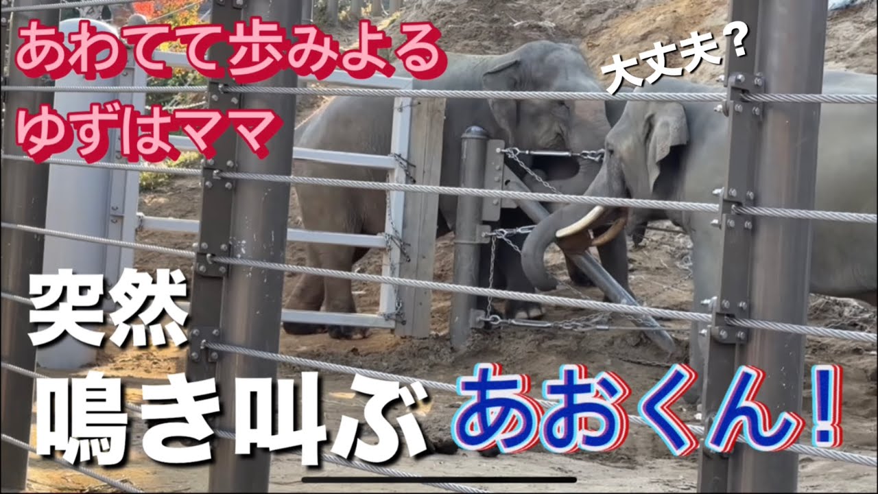 【福岡動物園】どうしたあお君⁉️観客もビックリ😨💦#アジアゾウ 
