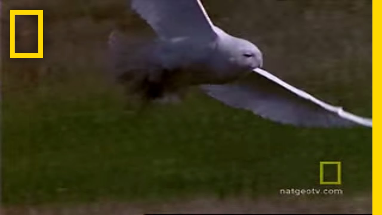 Snowy Owl | National Geographic