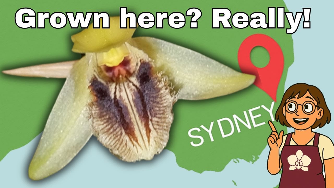 Coelogyne Ovalis - Care Guide for the Subtropics