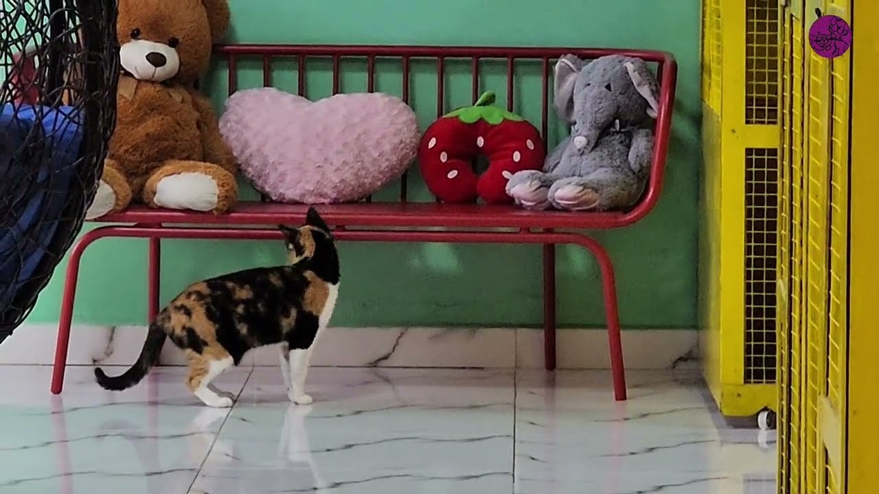 Fuzzy&rsquo;s Holiday Strolls | Exploring Around in Calm Cat Style