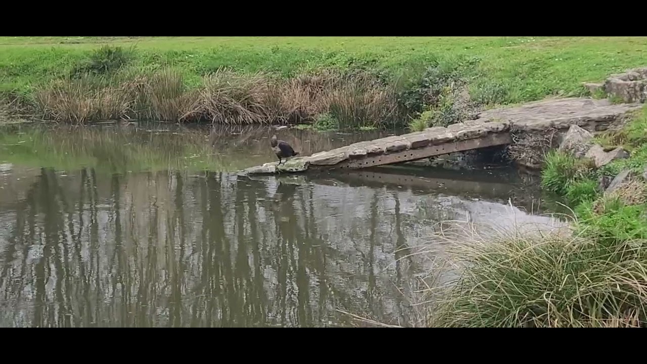 Héron au bord de l'eau 