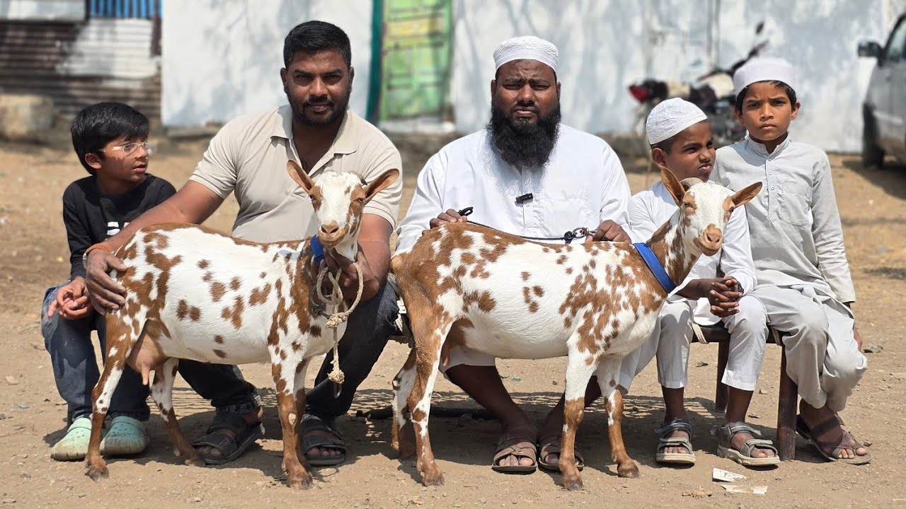 Quality Barbari goats at Raheeq Goat Farm Aurangabad Maharashtra 