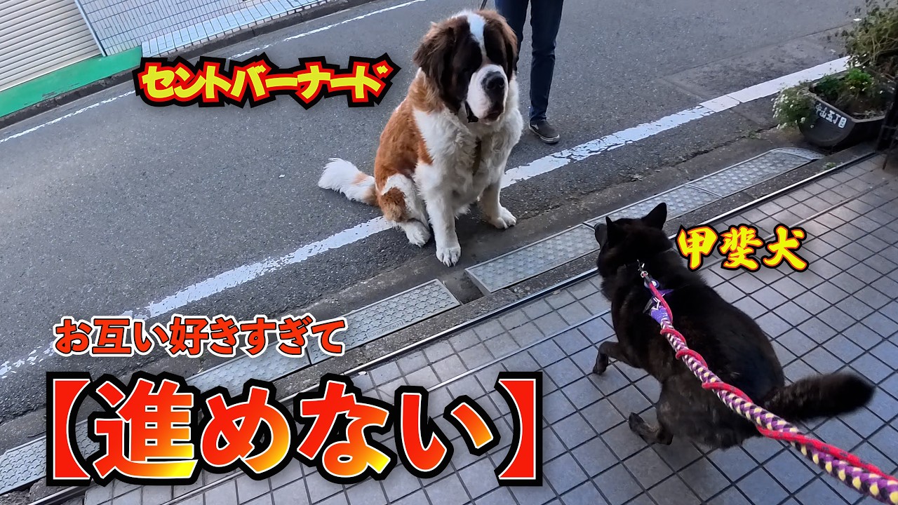 【進めない】お互い好きすぎてなかなか歩かない甲斐犬のカカオとセントバーナードのリキ