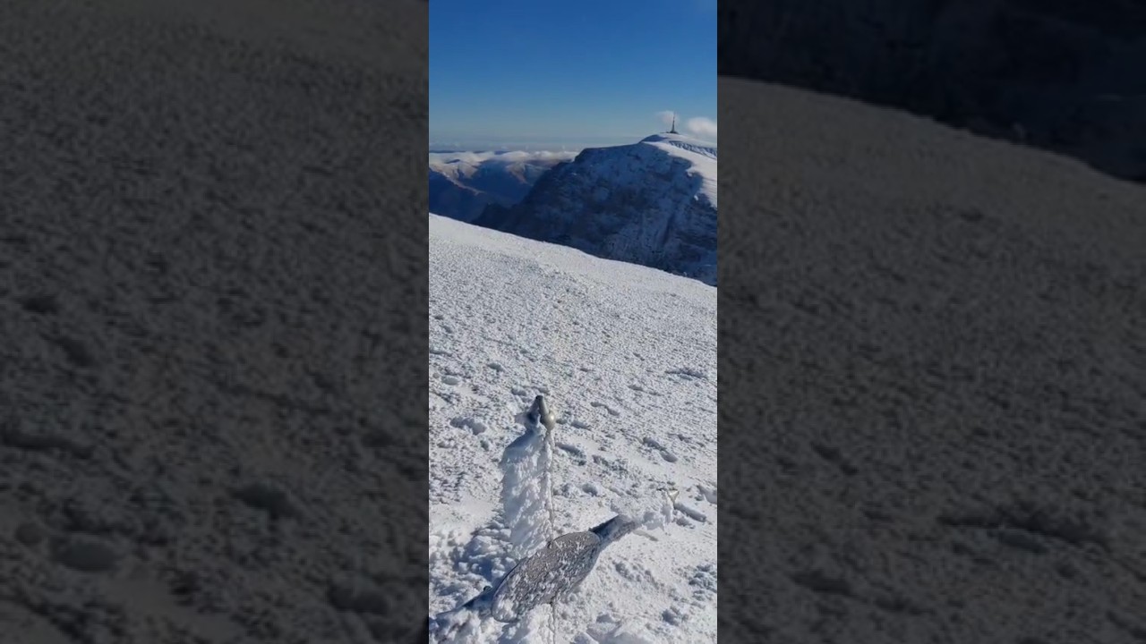V&acirc;rful Omu Bucegi
