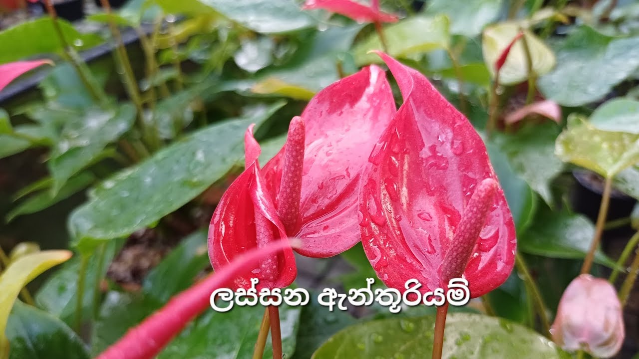ලාවා හෙව්වාද 🥰0706132904🥰2026/02/12🥰#anthurium #floweringplants #garden #