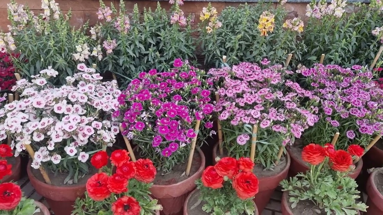 Amazing spring flowers display | Flower & Landscape Expo-2022 | University of Agriculture
