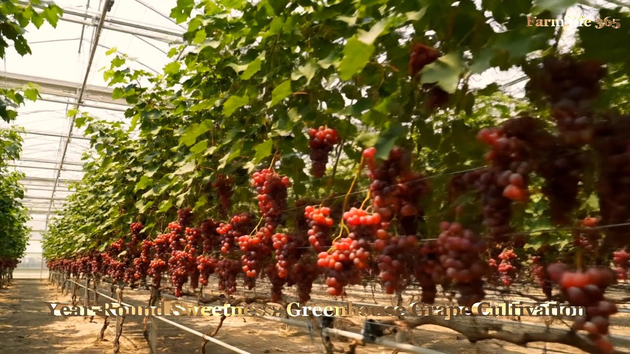 Year Round Sweetness Greenhouse Grape Cultivation