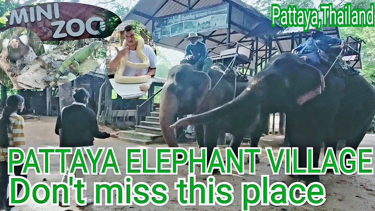 PATTAYA ELEPHANT VILLAGE / WHERE MUST VISIT IN PATTAYA ? ELEPHANT VILLAGE PATTAYA - PATTAYA THAILAND