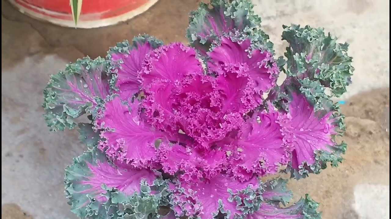 Kale flower plant Kam Dhoop or kam pani mai chalne vala podha #garden #plants #flowers #nature 