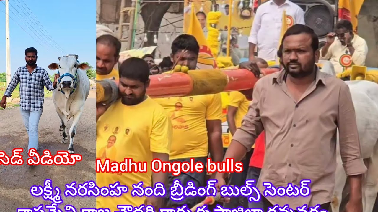 జూనియర్ అబయంత్ & ఉగ్ర తేజ లక్ష్మీ నరసింహ నంది బ్రీడింగ్ బుల్ సెంటర్ కాసరనేని రాజా చౌదరి అన్న గారు