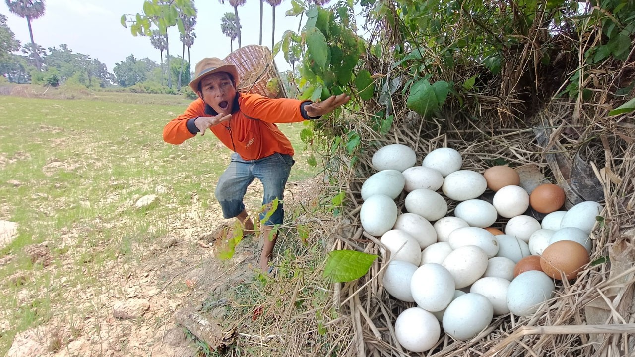 Wow wow! Pick lots of duck eggs near the water's edge, picking the best ones by hand