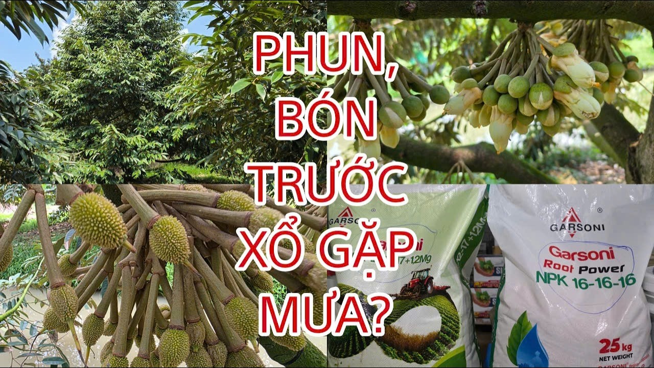 Phun gì? Bón gì trước xổ mà gặp mưa?