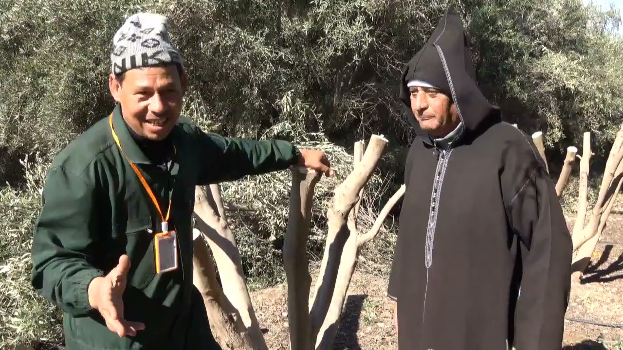 تشبيب الكلي لأشجار الزيتون بلذي وحفاض على شجرة أصيلية المغربية من منطقة البروج