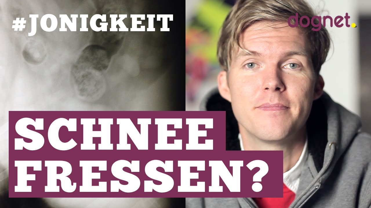 Wintereinbruch: Darf mein Hund Schnee fressen - #Jonigkeit 08