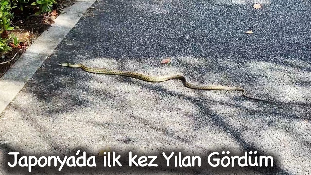 Bisikletle Japonya'nın Arka Mahallelerinde Gezi | Japonic