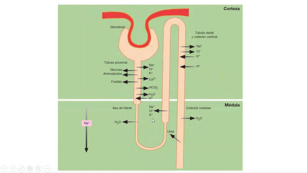 Fisiopatología - Sistema nefrourologico