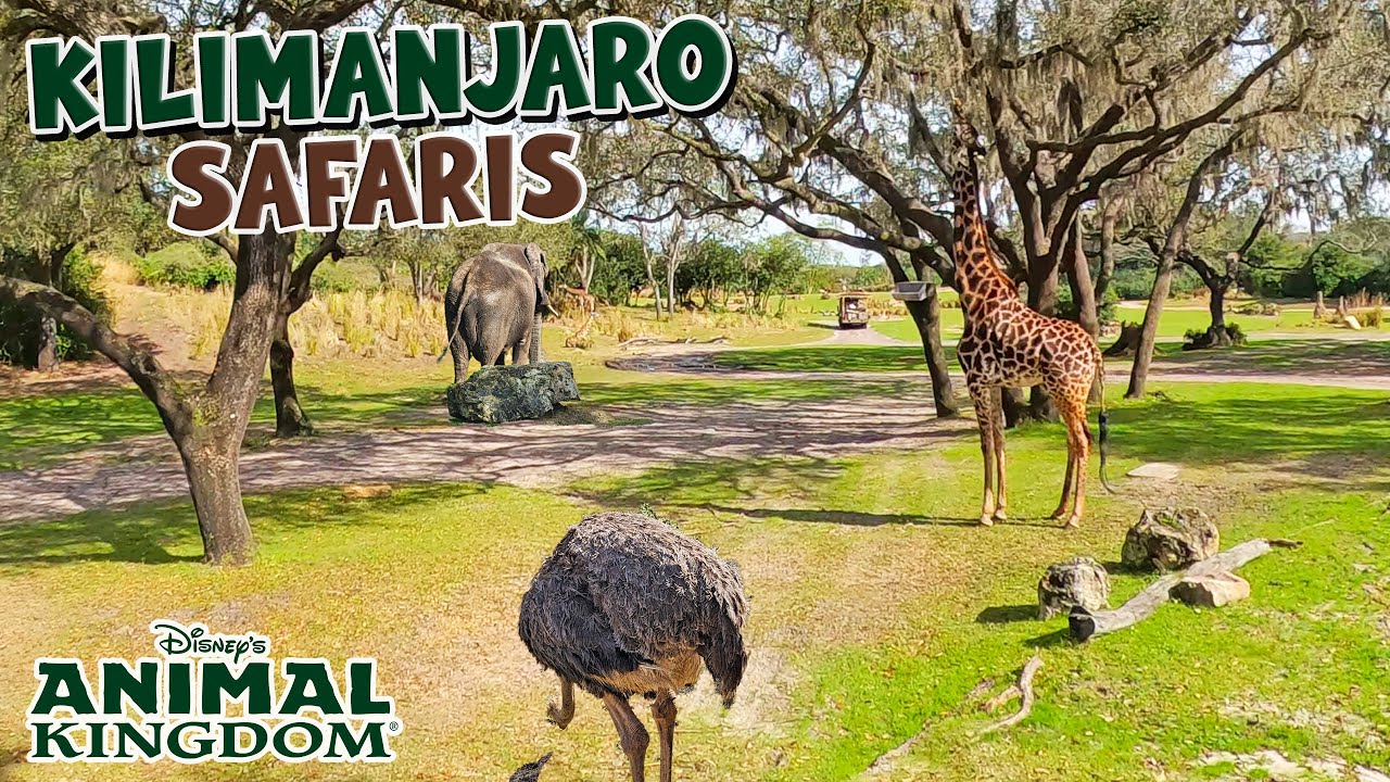 Kilimanjaro Safaris Full Ride Experience | Animal Kingdom | Walt Disney World (Jan 2025) [4K]