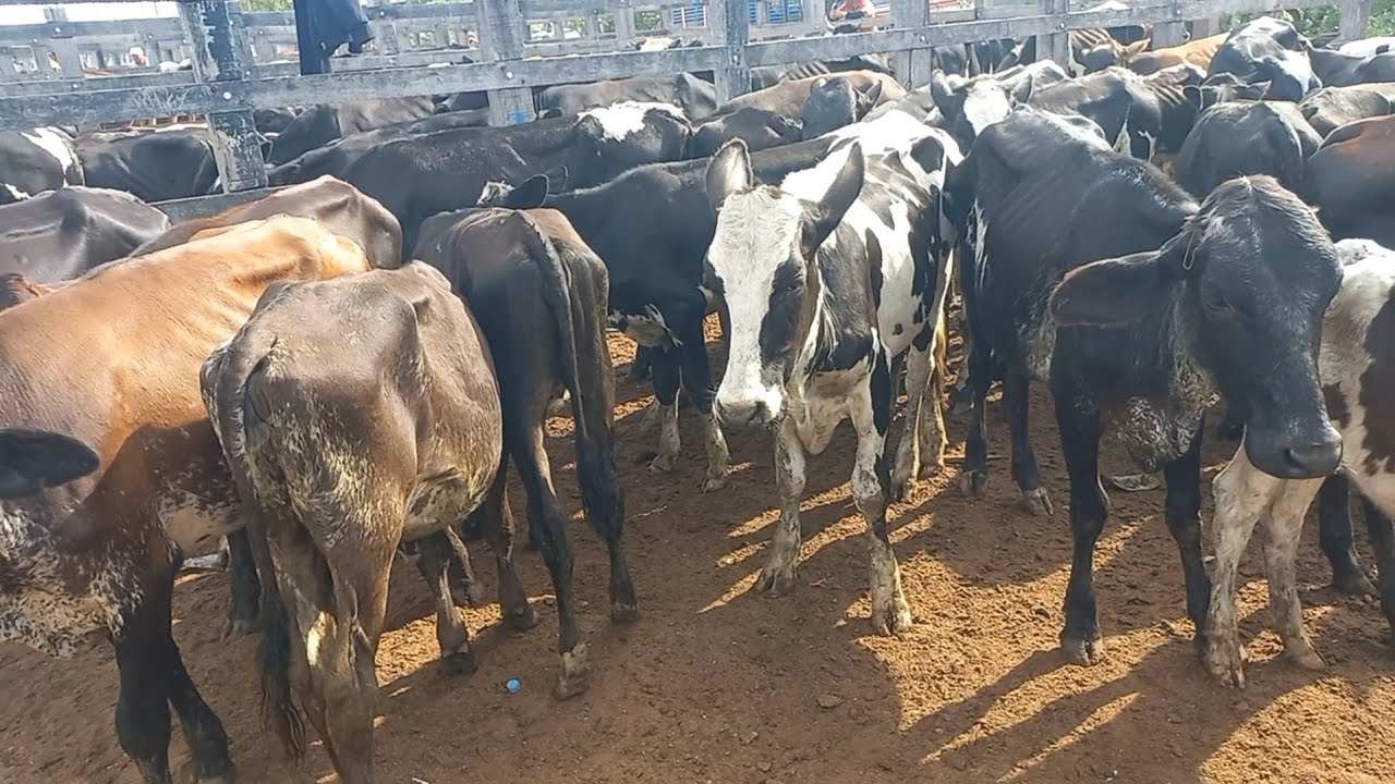 Garrotes pra confinamento no preço é na feira de gado em Dois Riachos Alagoas 04/03/26 #nordeste 
