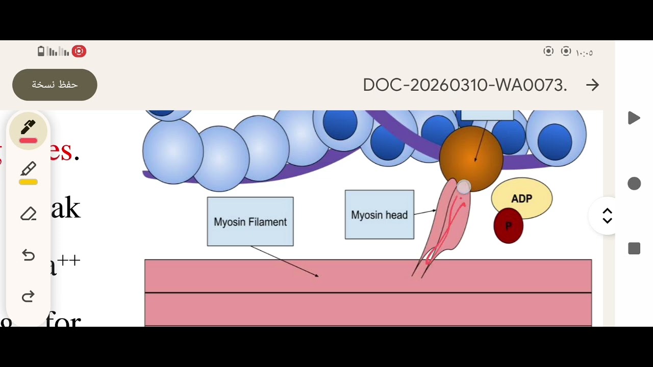 المحاضرة الثانية فسيولوجي الجزء الثاني شرح Muscular System 😍لطلاب كلية العلوم و الكليات الطبية 