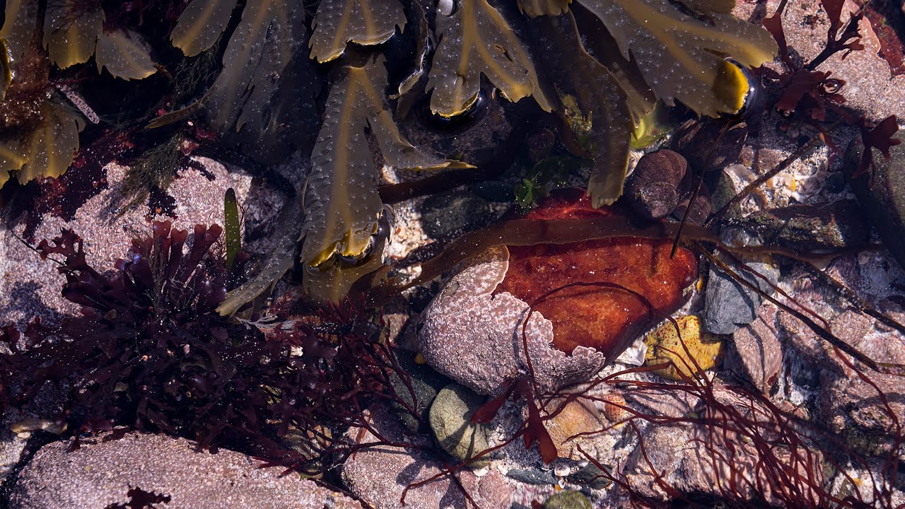 Foreshore Meditation III