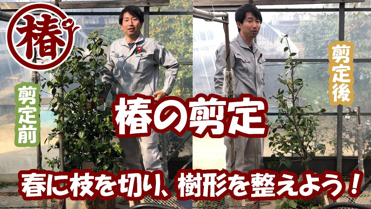 椿の剪定♪ 春に枝を切って樹形を整えよう！